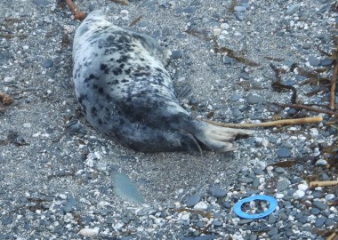 Photo of spotty female seal lying within 3 feet of a blue flying ring