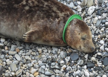 Dark brown young seal with a green flying ring caught around his neck