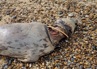 Distressing photo of a dead adult female seals decomposing on a beach with a plastic flying ring still around its neck