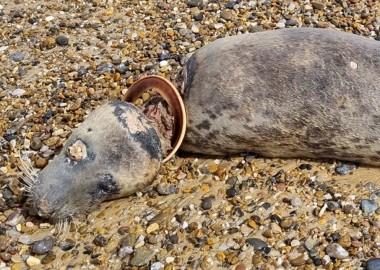 Distressing photo of a dead adult female seals decomposing on a beach with a plastic flying ring still around its neck