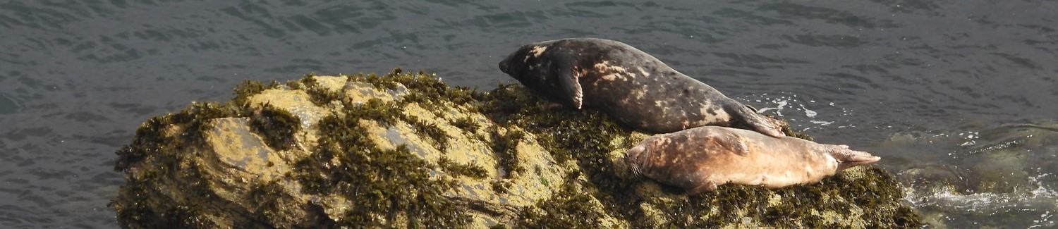 Photo of two seals relaxing fast asleep on an offshore rock