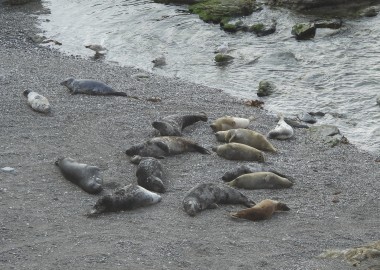 Photo of small group of seals and gullls resting on a remote shingle beach