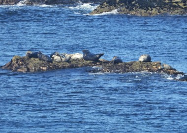 Photo of seals resting on intertidal rock ledges