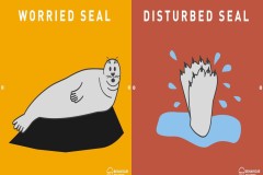 Graphic showing worried and disturbed seals