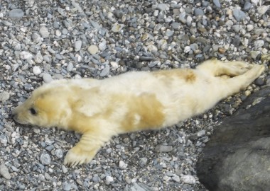 Photo of a new born grey seal pup