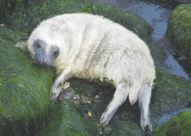 Photo of quite fat grey seal pup starting to lose it long white fur