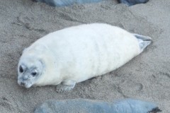 Photo of very fat white coated grey seal pup
