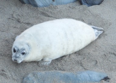 Photo of very fat white coated grey seal pup