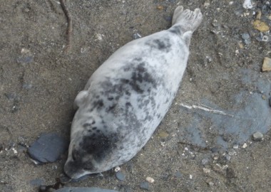 A photo of a 3 week old seal pup who has lost all its long white fur