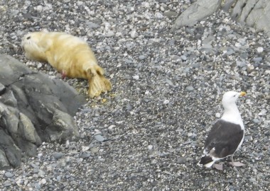 Photo of day old seal pup with a natural predator - a Greater Black backed gull gull