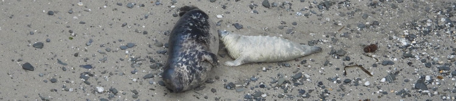 Photo of grey seal pup suckling her pup