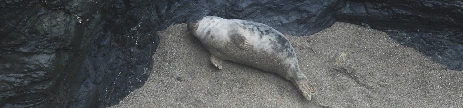 Photo of moulted grey seal pup next to a rocky cliff
