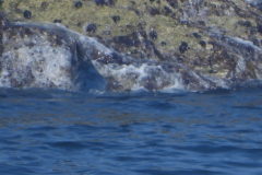 Photo showing a seal disappearing into the sea as a result of being disturbed