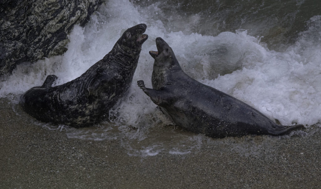 Seal pup telling her overzealous beachmaster to get lots by howling and flippering at him