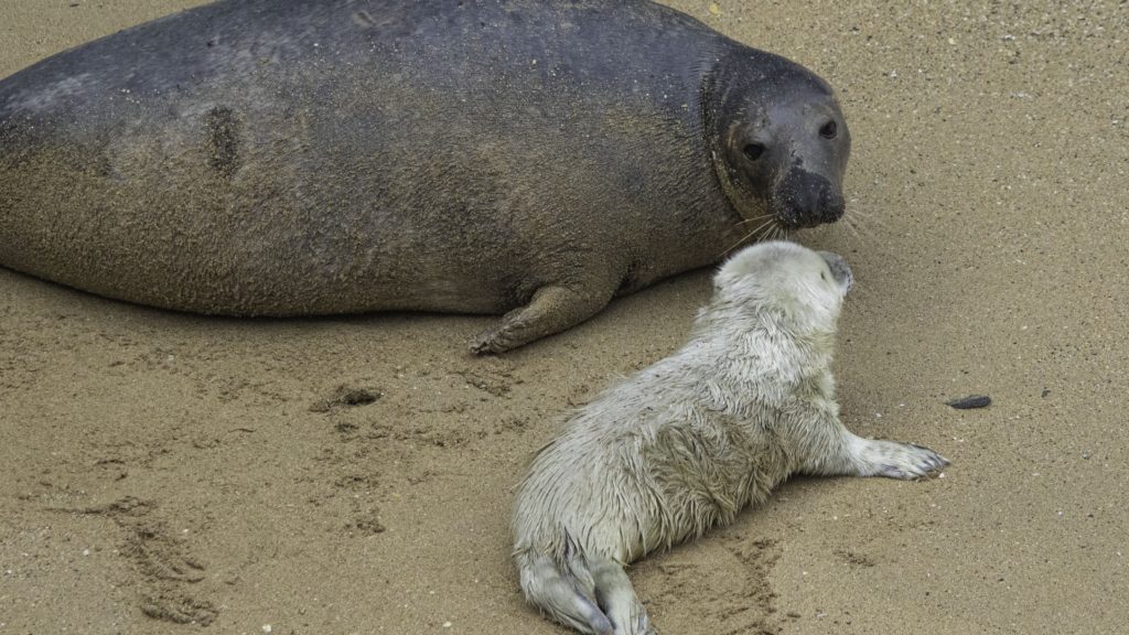 Photo of mum looking lovingly into her seal pups eyes