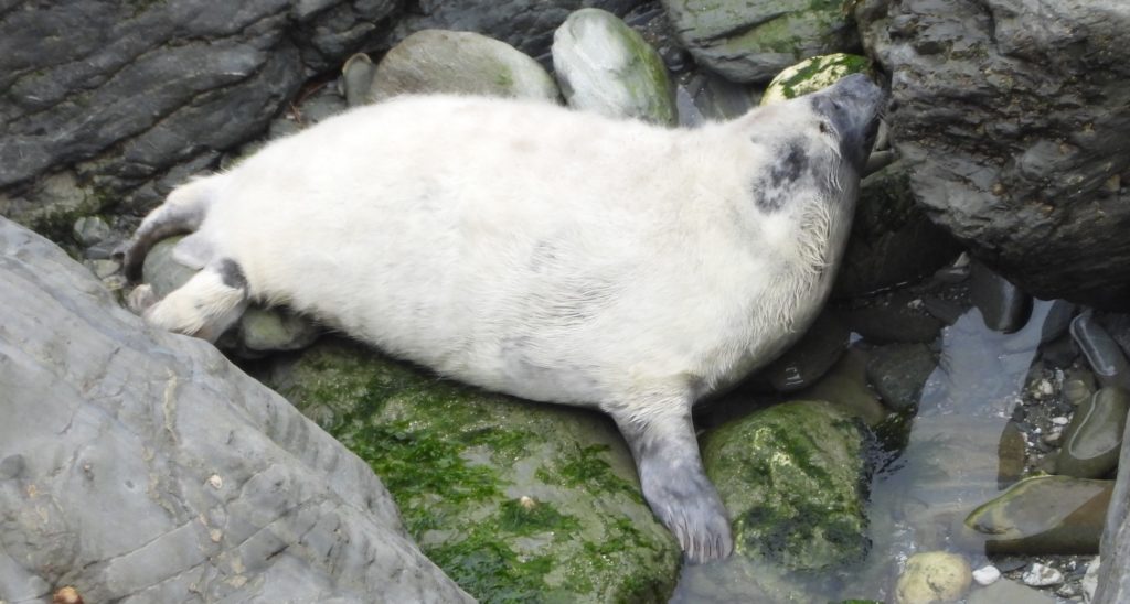 Photo of fat barrel like three week old seal pup