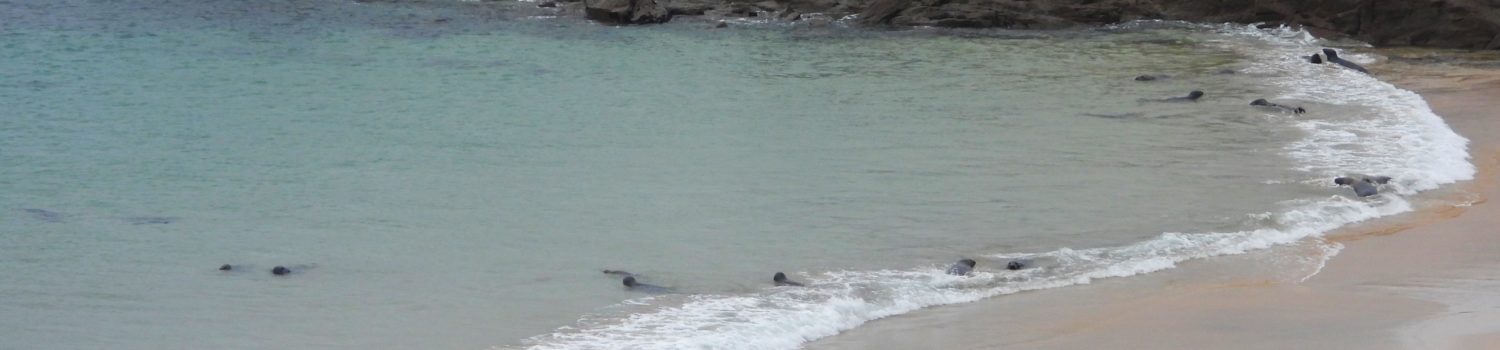 Photo of remote sheltered sandy beach with pairs of seals interacting on the shoreline