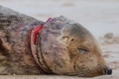 Photo of Pinkafo a grey seal trapped with a plastic flying ring toy around her neck. Let's ban flying rings!